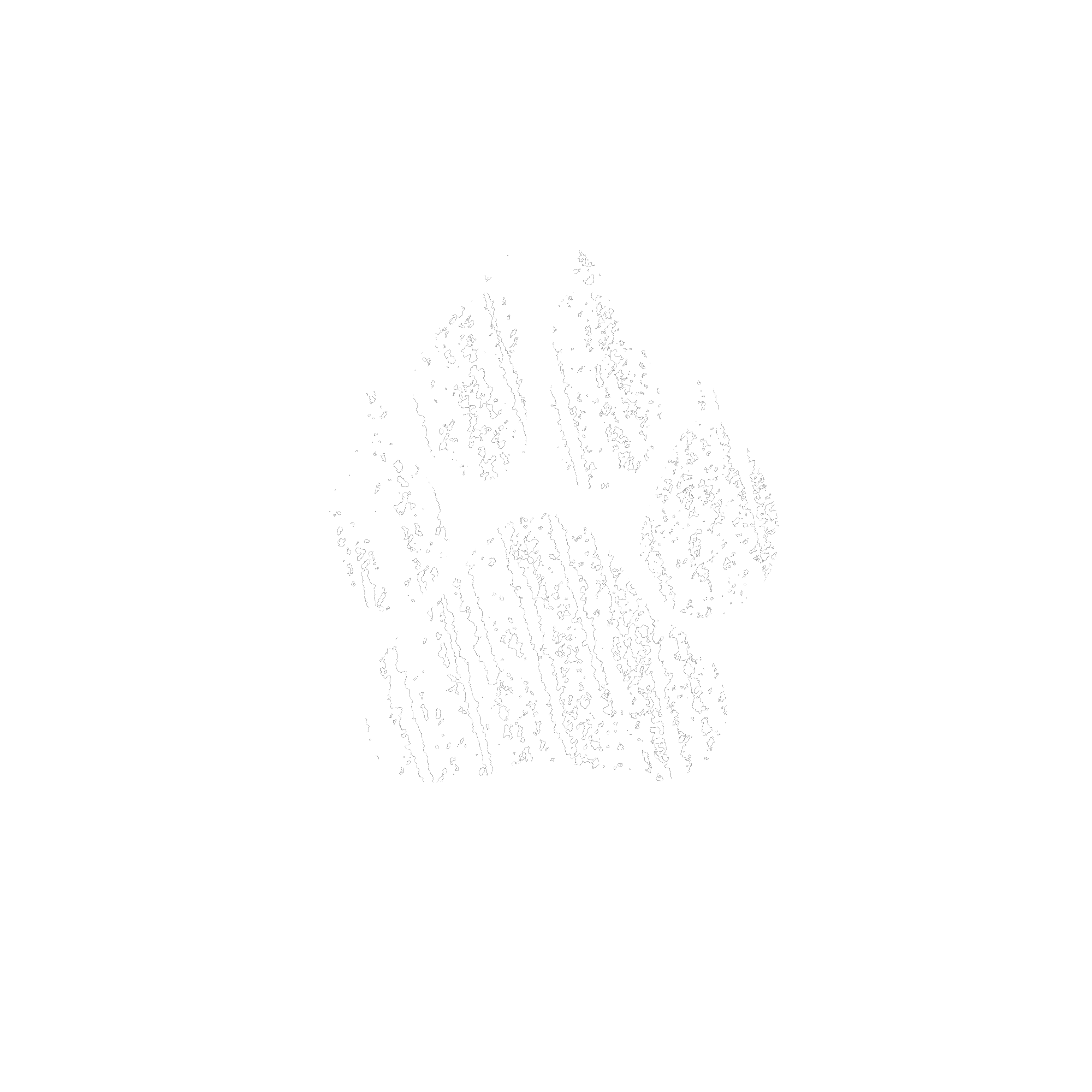 Bear Dog Bicycles